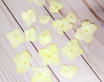 Pressed white hydrangea flowers for jewelry candles wedding invitations and crafts, real dried flowers,white pressed flowers for soap making