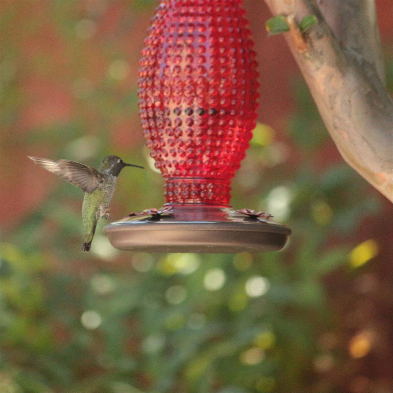 Hummingbird Feeders for Outdoors Vintage Red Glass Antique Etsy
