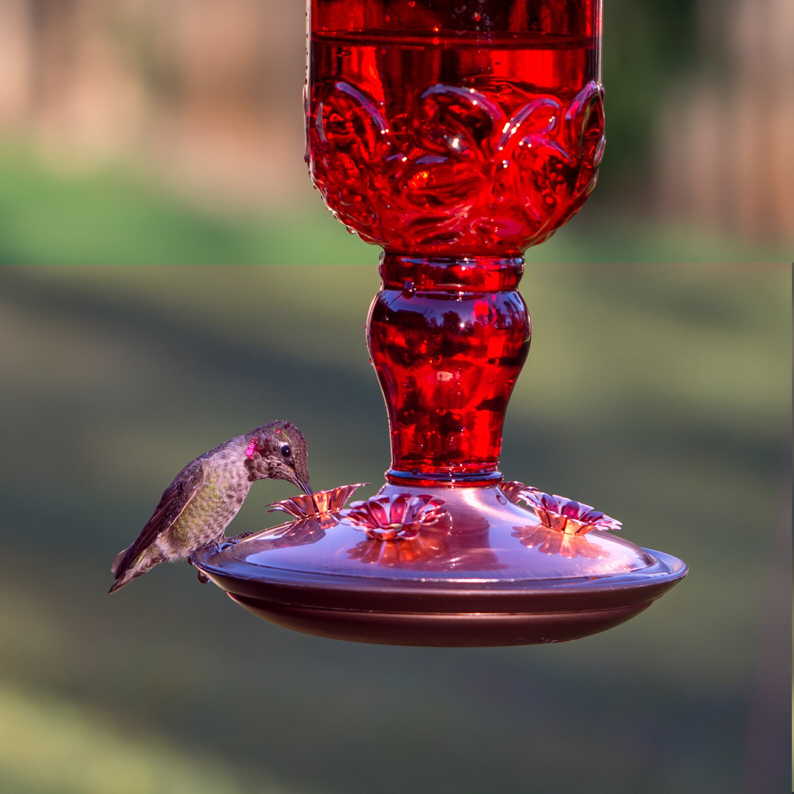 Hummingbird Feeder Glass 10 Oz Case of 2 Bird Feeder Bottle Etsy