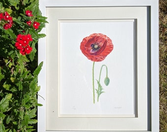 Poppy Print / Poppy Limited Edition Botanical Print A4 / Hand Signed Print / Poppy Giclée Print / Poppy Wall Art