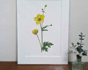 Buttercup Print / Buttercup Botanical Limited Edition Print / Buttercup Botanical Print A4 / Hand Signed Print / Giclée Print / Wall art