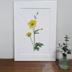 Buttercup Print / Buttercup Botanical Limited Edition Print / Buttercup Botanical Print A4 / Hand Signed Print / Giclée Print / Wall art