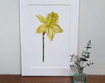 Daffodil Print / Limited Edition Botanical Print A4 / Hand Signed Print / Giclée Print / Wall Art / Deborah Crago