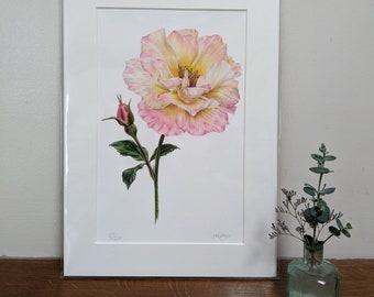 Rose Print / Rose Limited Edition Botanical Print A4 / Giclée print / Peace Rose illustration / Peace Rose Print / Wall Art / Deborah Crago