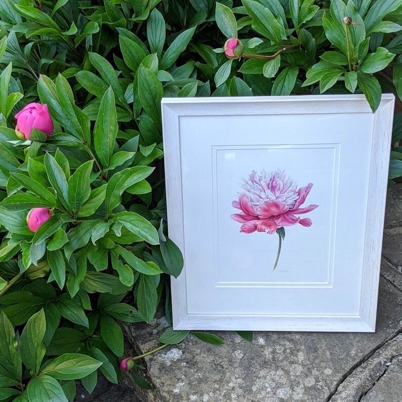 Peony Card / Peony Botanical Flower Card / Blank Card / Bowl of Beauty Peony / Deborah Crago image 9