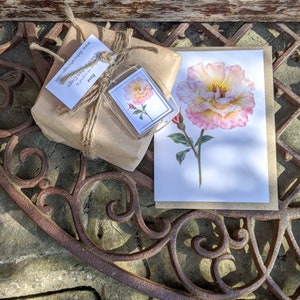 Rose Card / Rose Botanical Flower Card / Blank Card / Peace Rose Greeting Card / Deborah Crago image 7