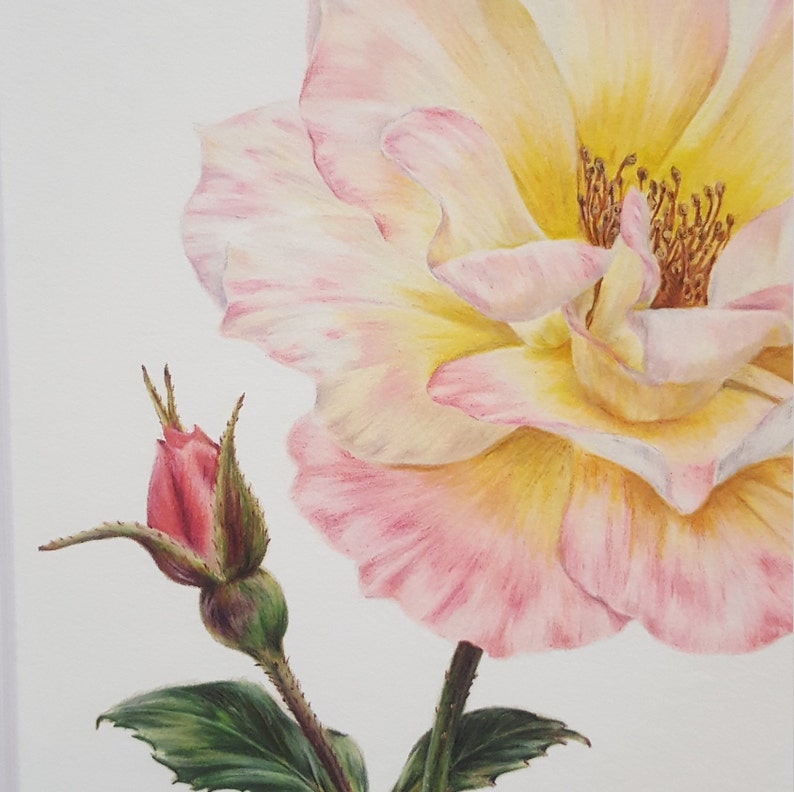 Rose Card / Rose Botanical Flower Card / Blank Card / Peace Rose Greeting Card / Deborah Crago image 2