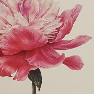 Peony Card / Peony Botanical Flower Card / Blank Card / Bowl of Beauty Peony / Deborah Crago image 2