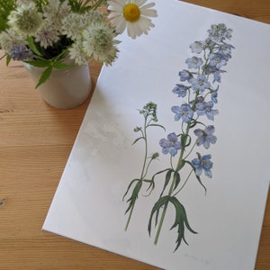 Delphinium Print / Delphinium Limited Edition Botanical Print A3 / Hand Signed Print / Giclée Print / Floral Print / Floral Wall Art