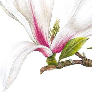Magnolia Print / Magnolia Limited Edition Botanical Print / A3 Print / Hand Signed Print / Giclée Print / Botanical Wall Art / Deborah Crago image 5