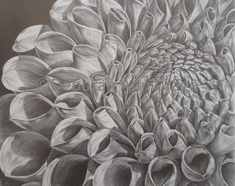 Dahlia Print / Dahlia Pompon Black and White Floral Print / Limited Edition Giclee / Hand Signed / Large Floral Print / Graphite Drawing