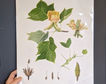 Tulip Tree Botanical Print / Tulip Print / Liriodendron Tulipifera / Hand Signed Print / Giclée Print / Floral Print / Floral Wall Art