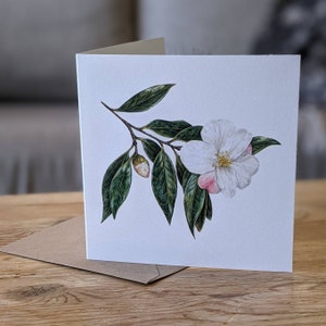 Carte camélia / carte de voeux fleur de camélia / carte botanique camélia « Cornish Snow » / carte de voeux FSC vierge avec enveloppe recyclée