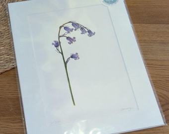 English Bluebell Giclée Print / Signed Limited Edition Botanical Illustration with A4 Mount