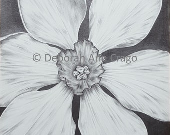 Daffodil Print / Narcissus Black & White Floral Print / Limited Edition Giclee Print / Hand Signed / Large Floral / Graphite Drawing