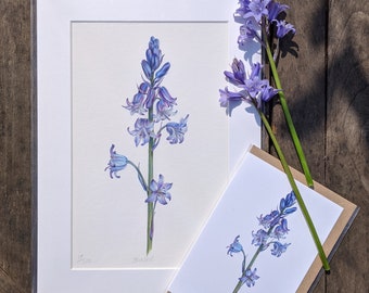 Bluebell Giclée Print / Signed Limited Edition Botanical Illustration with A4 Mount