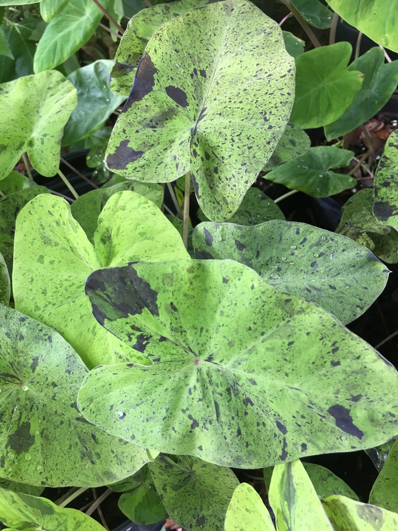 Colocasia \u2018Mojito\u2019 elephant ear