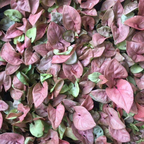 Syngonium Arrow Head Plant “Coral”