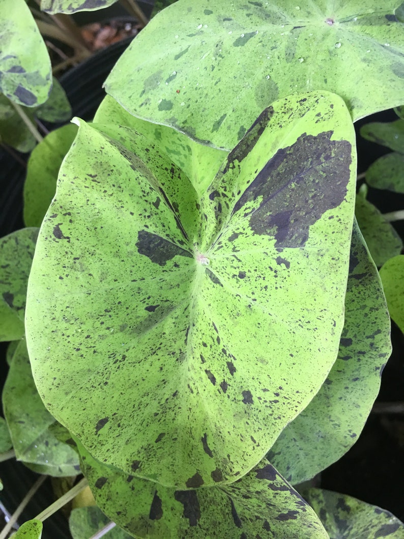 Colocasia \u2018Mojito\u2019 elephant ear