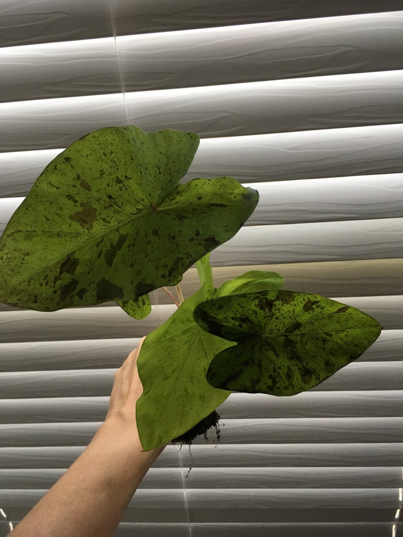 Colocasia \u2018Mojito\u2019 elephant ear