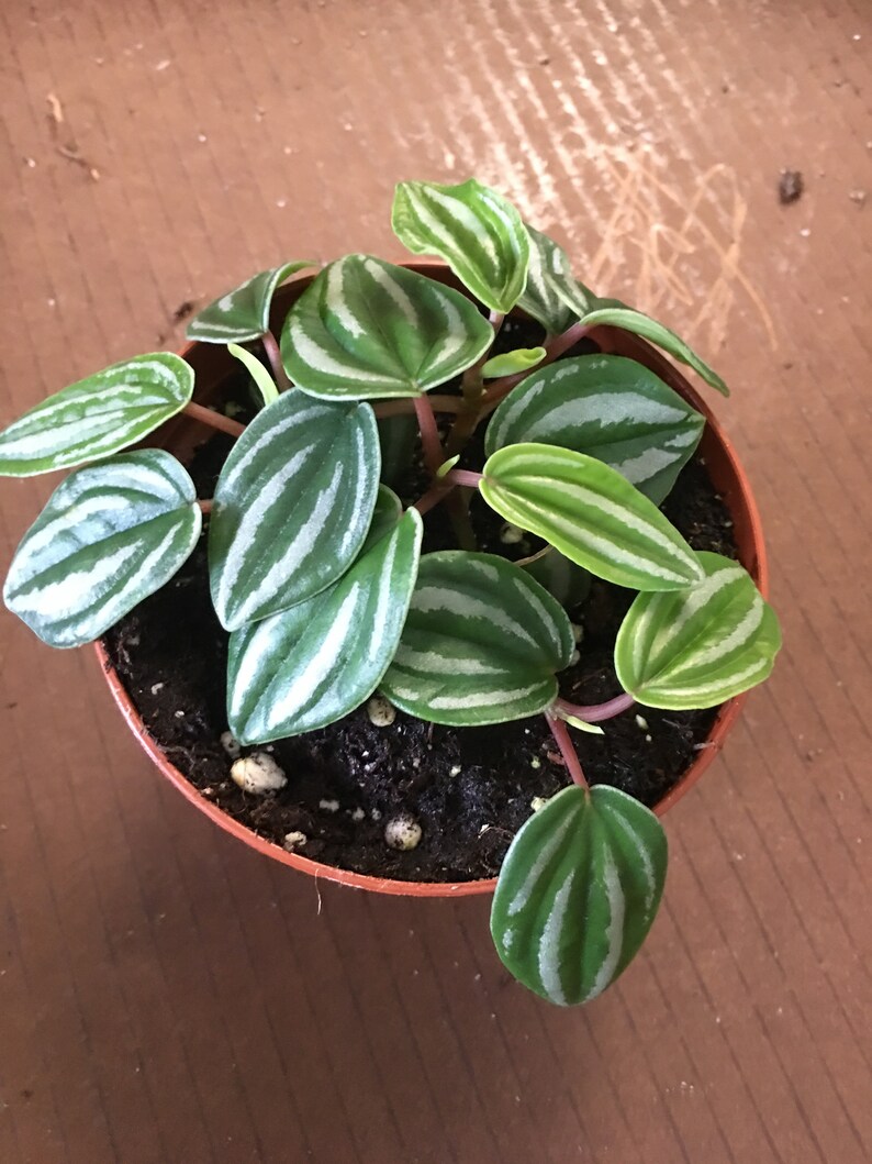 Peperomia miniature watermelon