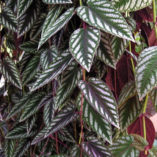 Cissus Discolor Rex Begonia Vine (young plants)