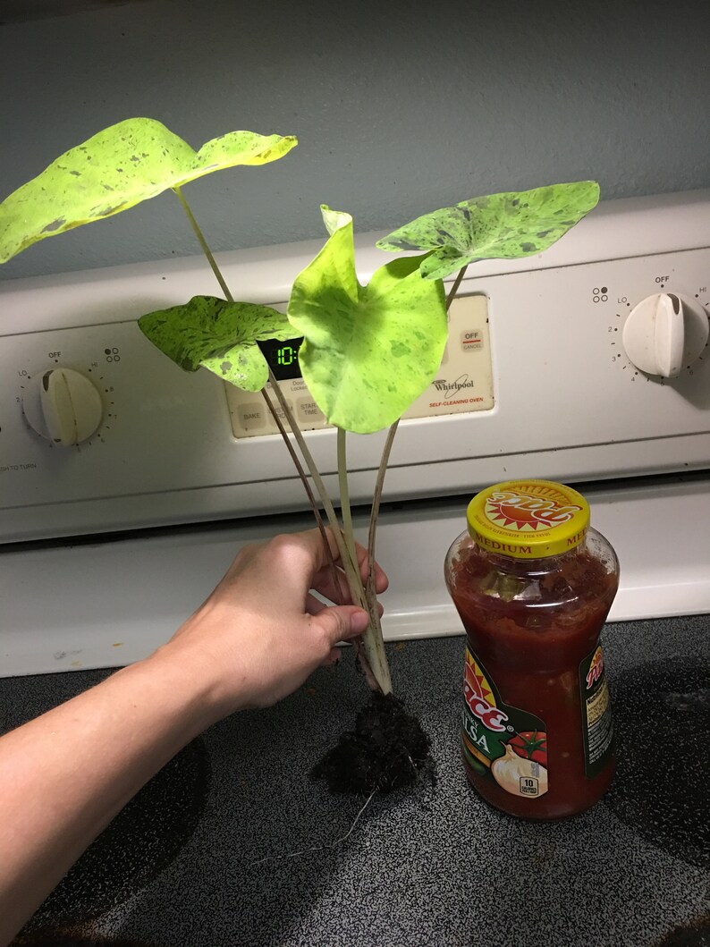 Colocasia \u2018Mojito\u2019 elephant ear