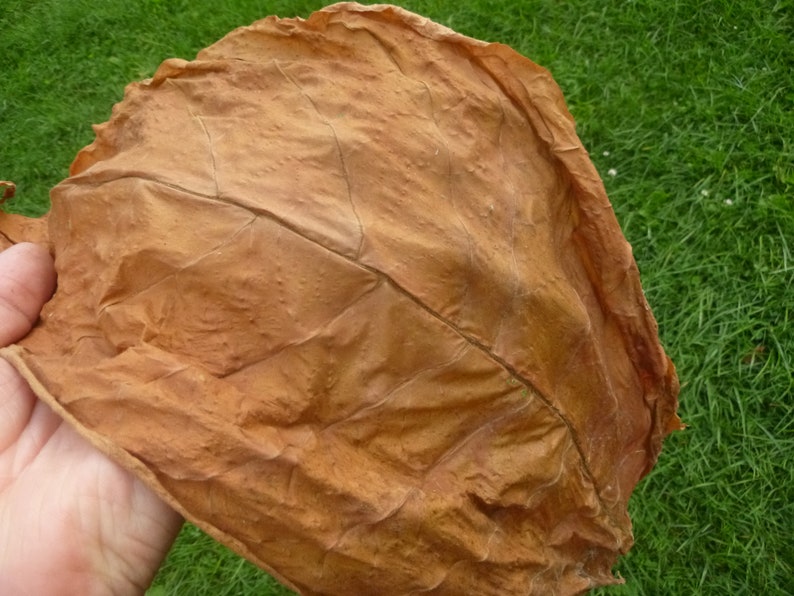 Chewing Tobacco Seed Grow Your Own Chew and Dip 1000 Etsy