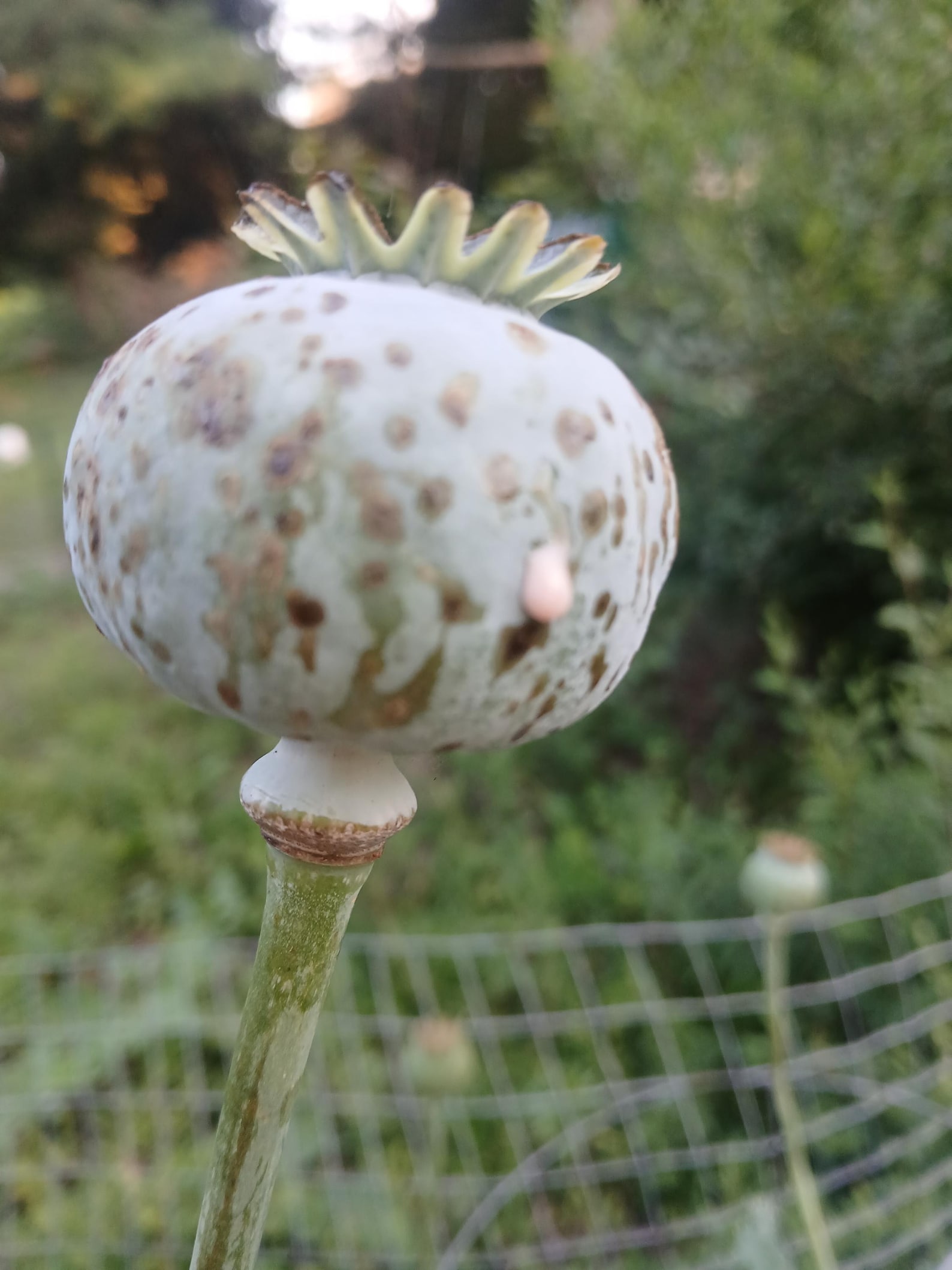 Poppy Raja Raja Indian Poppy Seeds - Papavar Somniferum- 500 Seeds - Excellent ...