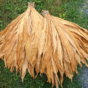 May include: A large bundle of dried tobacco leaves, tied together with string, arranged in a fan shape. The leaves are a light brown colour and have a slightly rough texture.