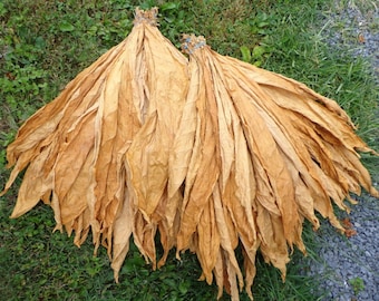 Paquete de semillas de tabaco Homesteading - Burley, Virginia, más de 3000 semillas turcas