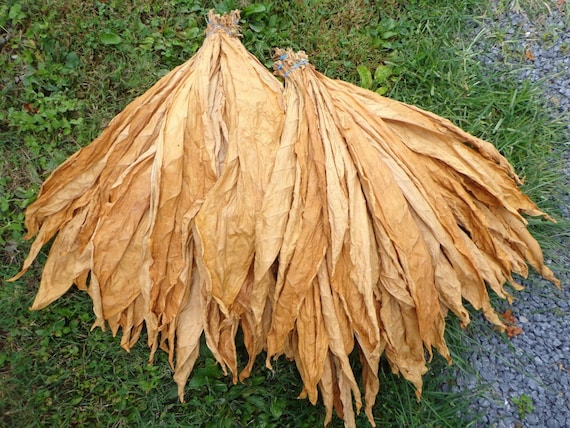 virginia burley tobacco Homesteading Tobacco Seed Pack - Burley, Virginia, Turkish 3,000+ Seeds