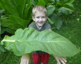 Virginia Brightleaf - 1.000+ zaden - Heirloom Tobacco