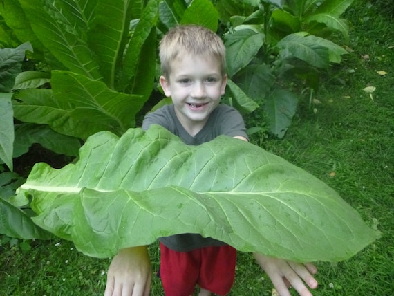 tobacco colonies Tobacco and Colonial Population tobacco colonies Tobacco and Colonial Population