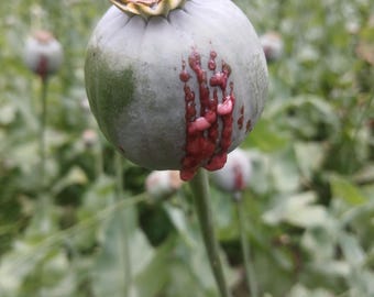 Graines de pavot afghan - Pure Galania - Le meilleur pavot - Plus de 500 graines