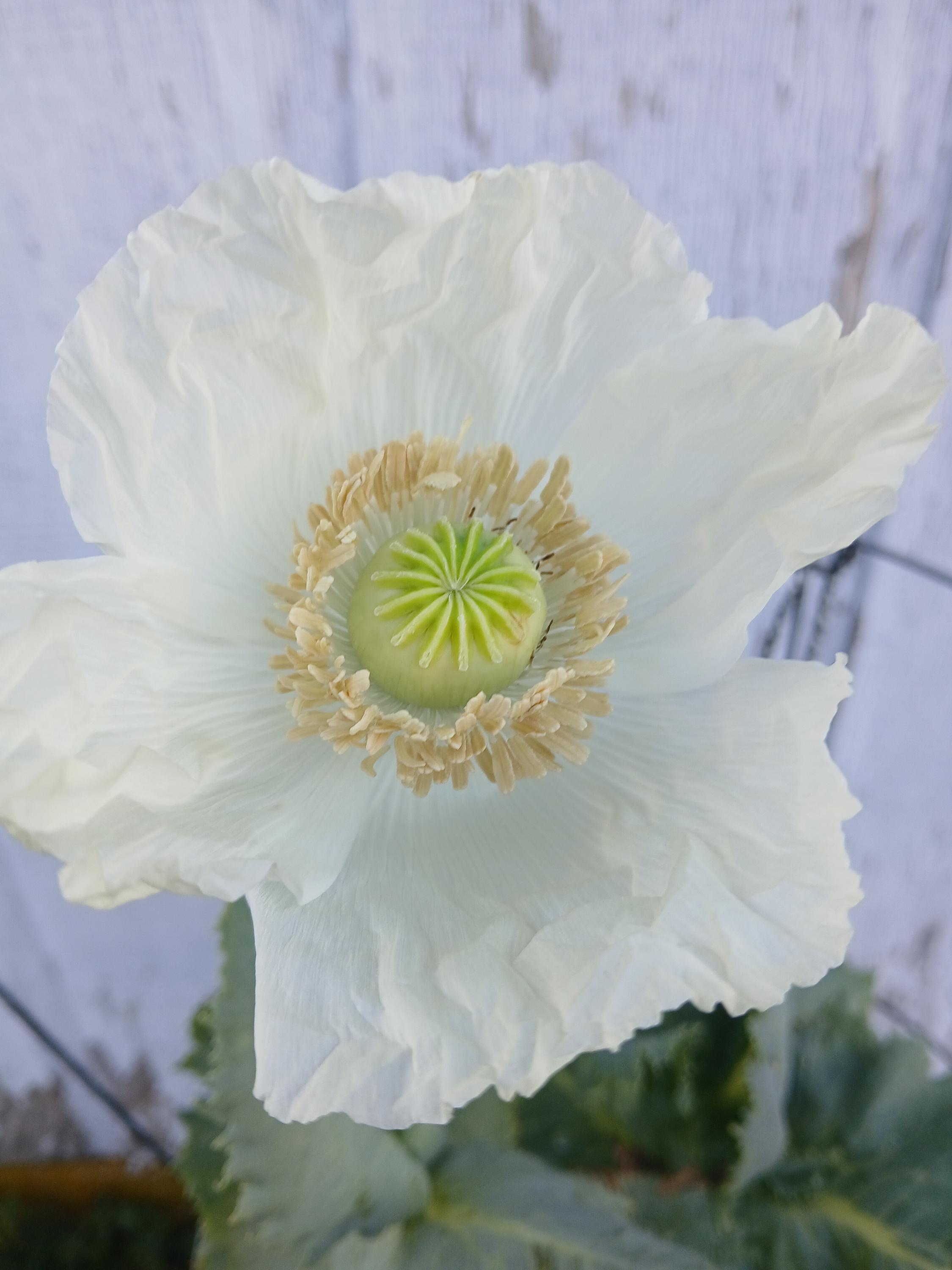 Poppy Raja Raja Indian Poppy Seed - BULK! Over 3,000 Seeds - Top Producer - Etsy