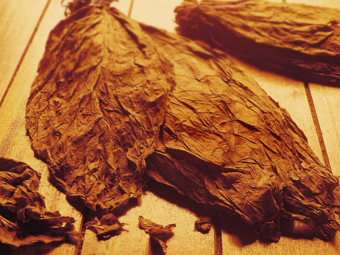 mapacho tobacco seeds Mapacho Seeds