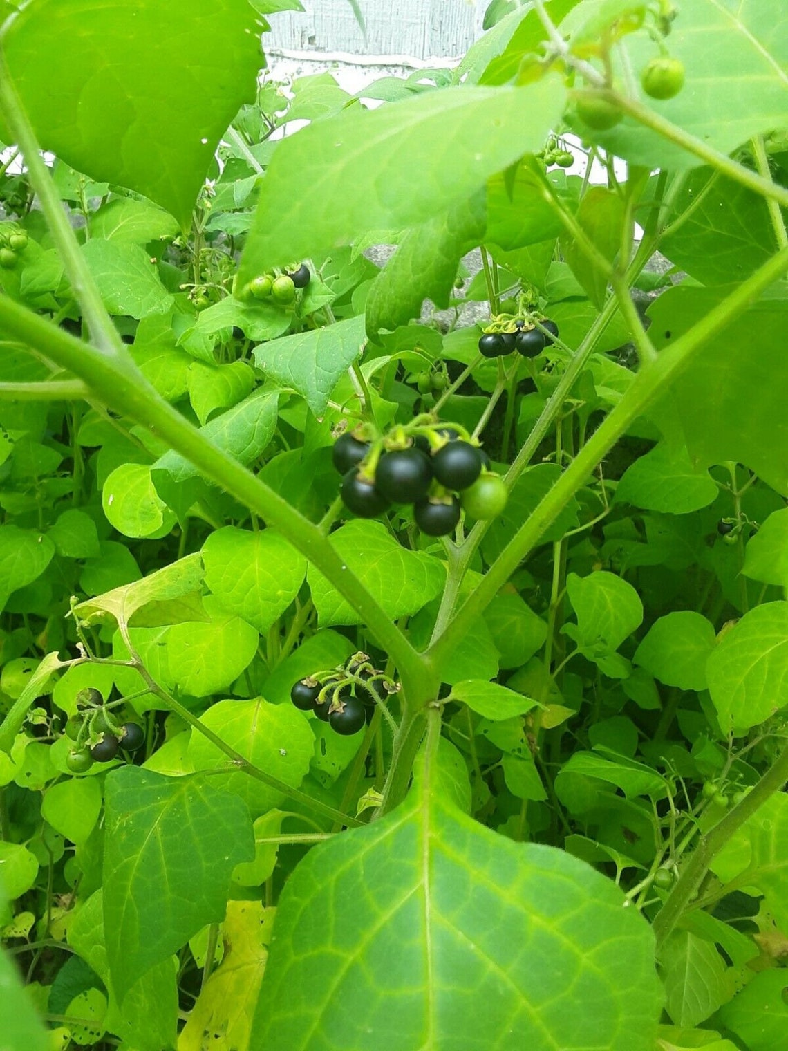 Schwartzenbeeren Berry Seeds German Blackberry 100 Seeds Etsy