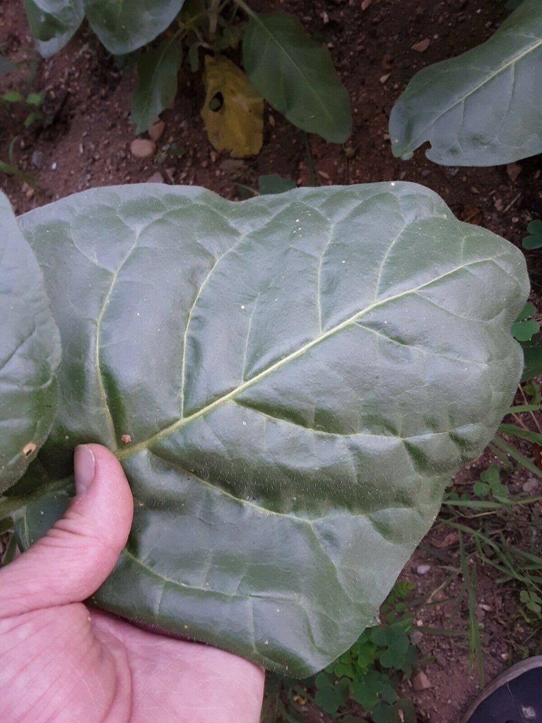 Hopi Native Rustica Tobacco Seed - 1,000 Seeds - Organic and Heirloom  Quality