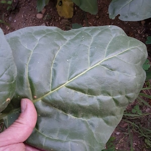 Hopi Native Rustica Tobacco Seed - 1,000 Seeds - Organic and Heirloom Quality