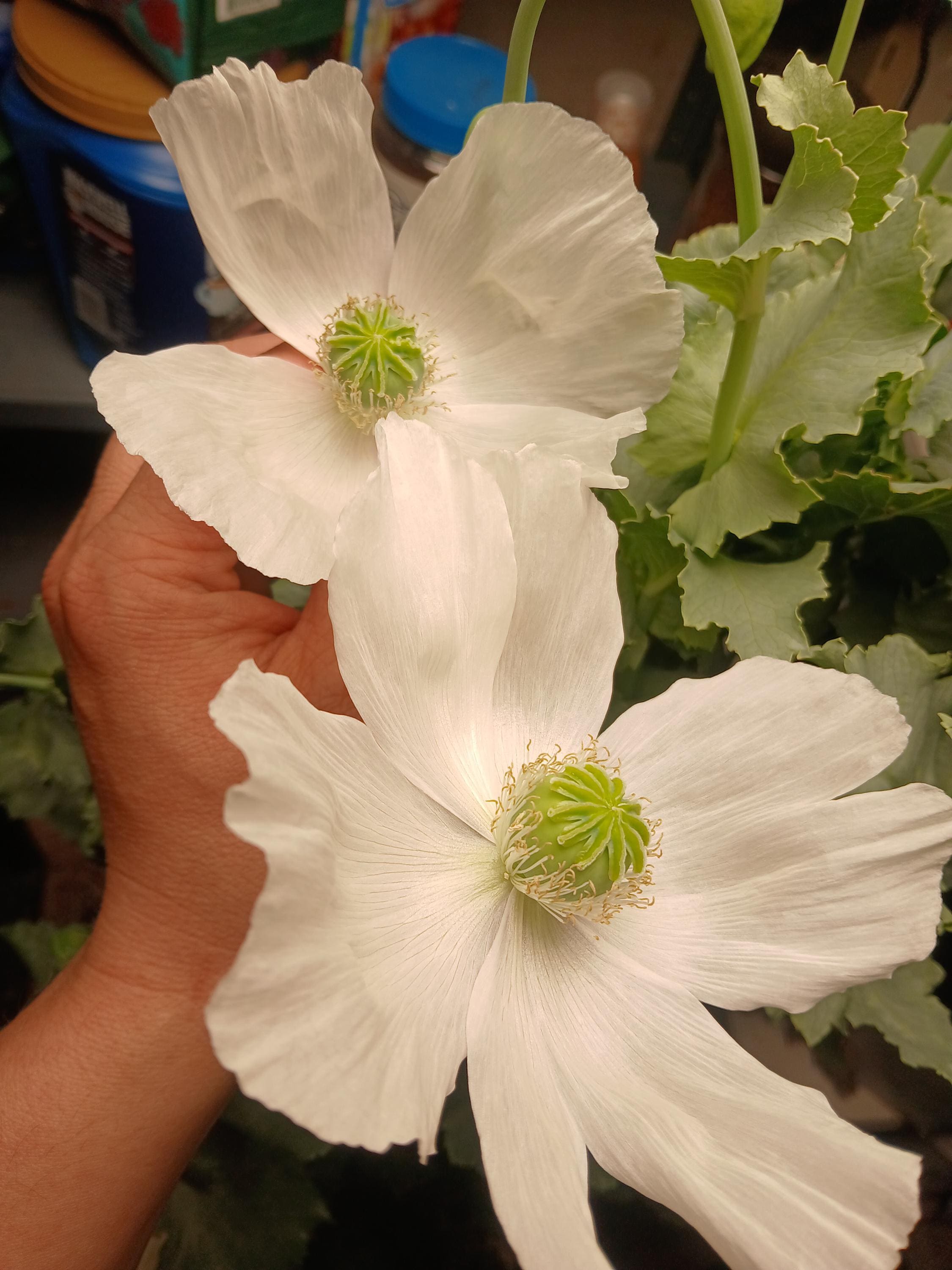 Poppy Raja Raja Indian Poppy Seed - BULK! Over 3,000 Seeds - Top Producer - Etsy
