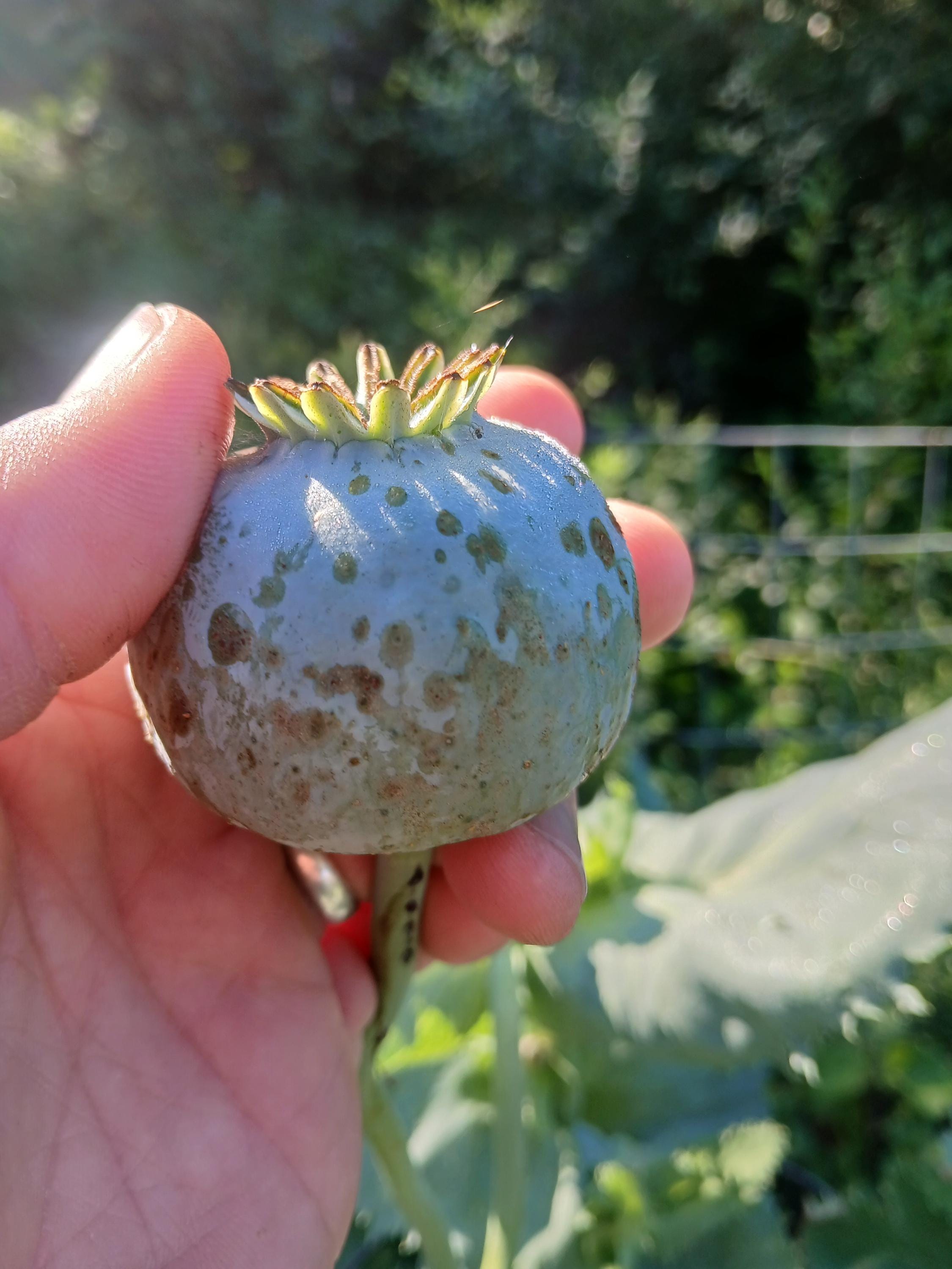 Poppy Raja Raja Indian Poppy Seeds - Papavar Somniferum- 500 Seeds - Excellent ...