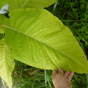 Puede incluir: Una hoja de tabaco grande, de color verde claro, con venas visibles y algunos pequeños agujeros. Una mano sostiene la hoja para mostrar su tamaño.