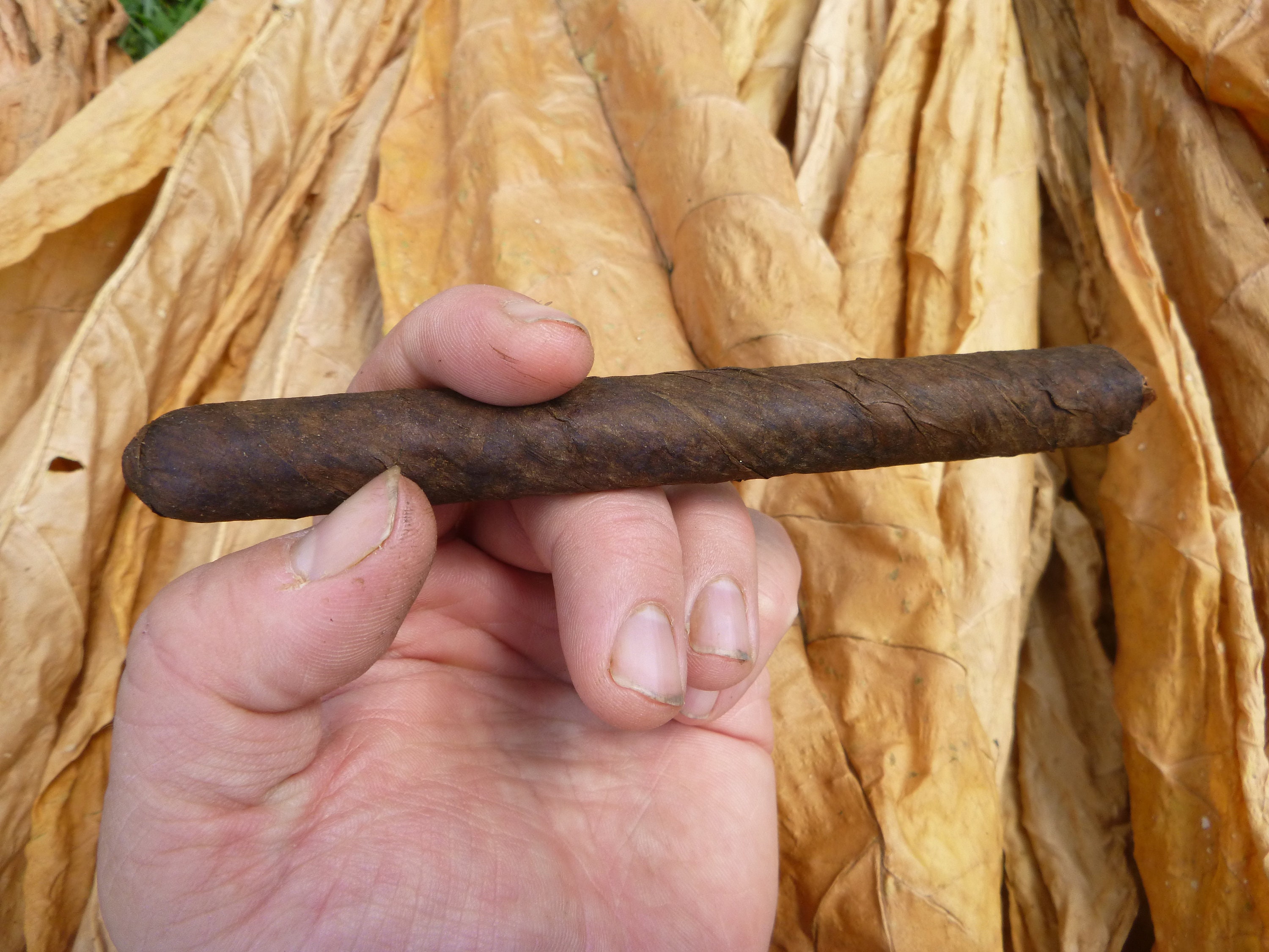 long red tobacco Long Red - HUGE PRODUCING Cigar Tobacco Seeds - 1,000 Seeds