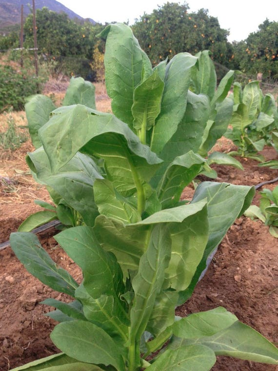 tobacco industry value Tobacco Market Size, Share & Growth, 2033