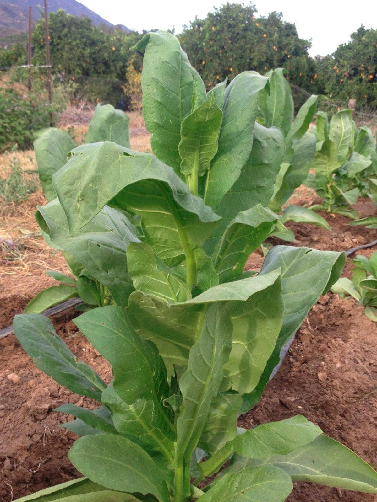 organically grown tobacco Cigarette Leaf organically grown tobacco Cigarette Leaf