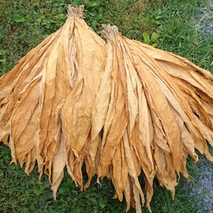 May include: A large bundle of dried tobacco leaves, tied together with string, laid out on a bed of green grass.