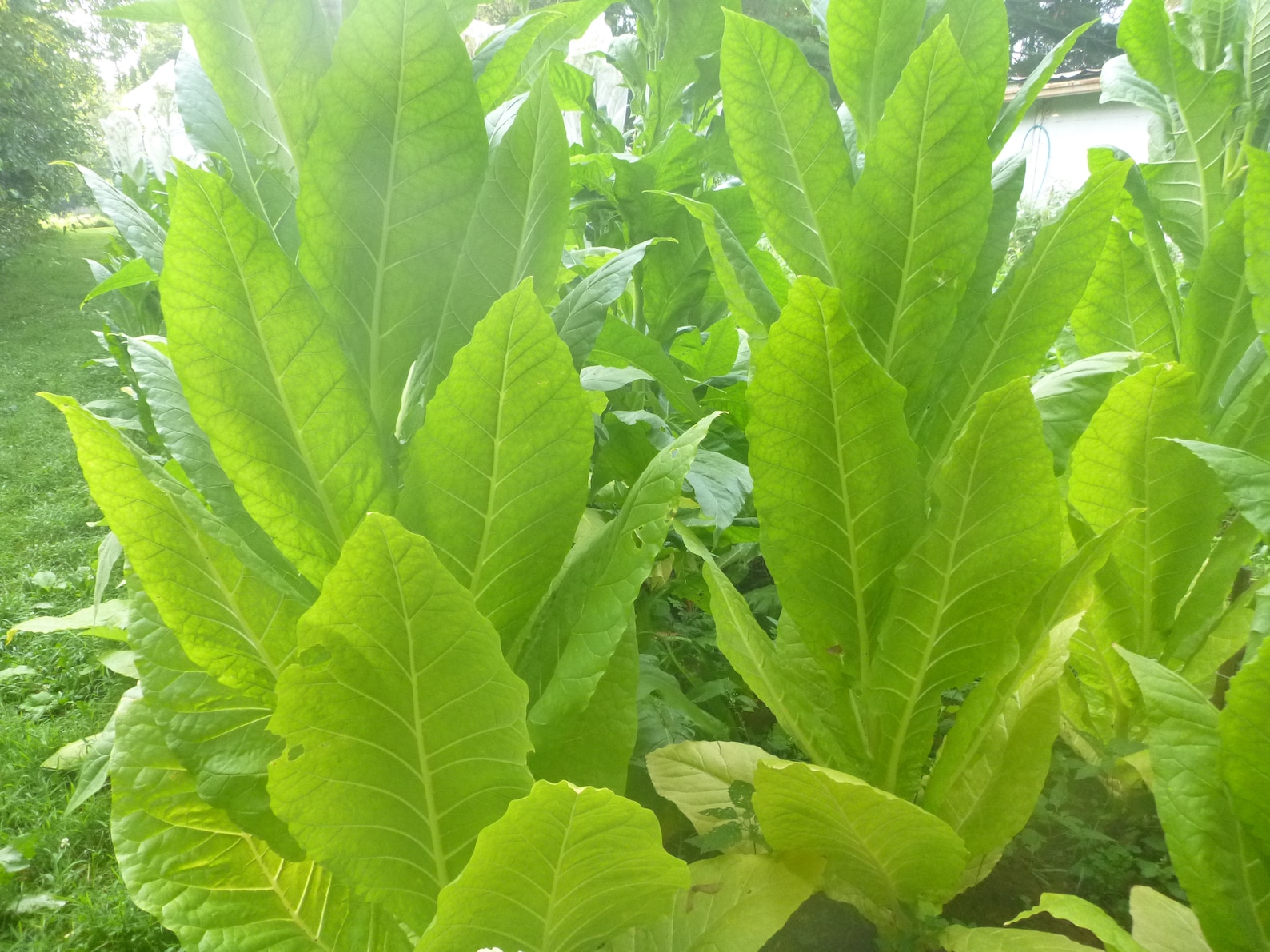 Chewing Tobacco Seed Pack 3 Varieties for Chew & Dip 3000 Etsy