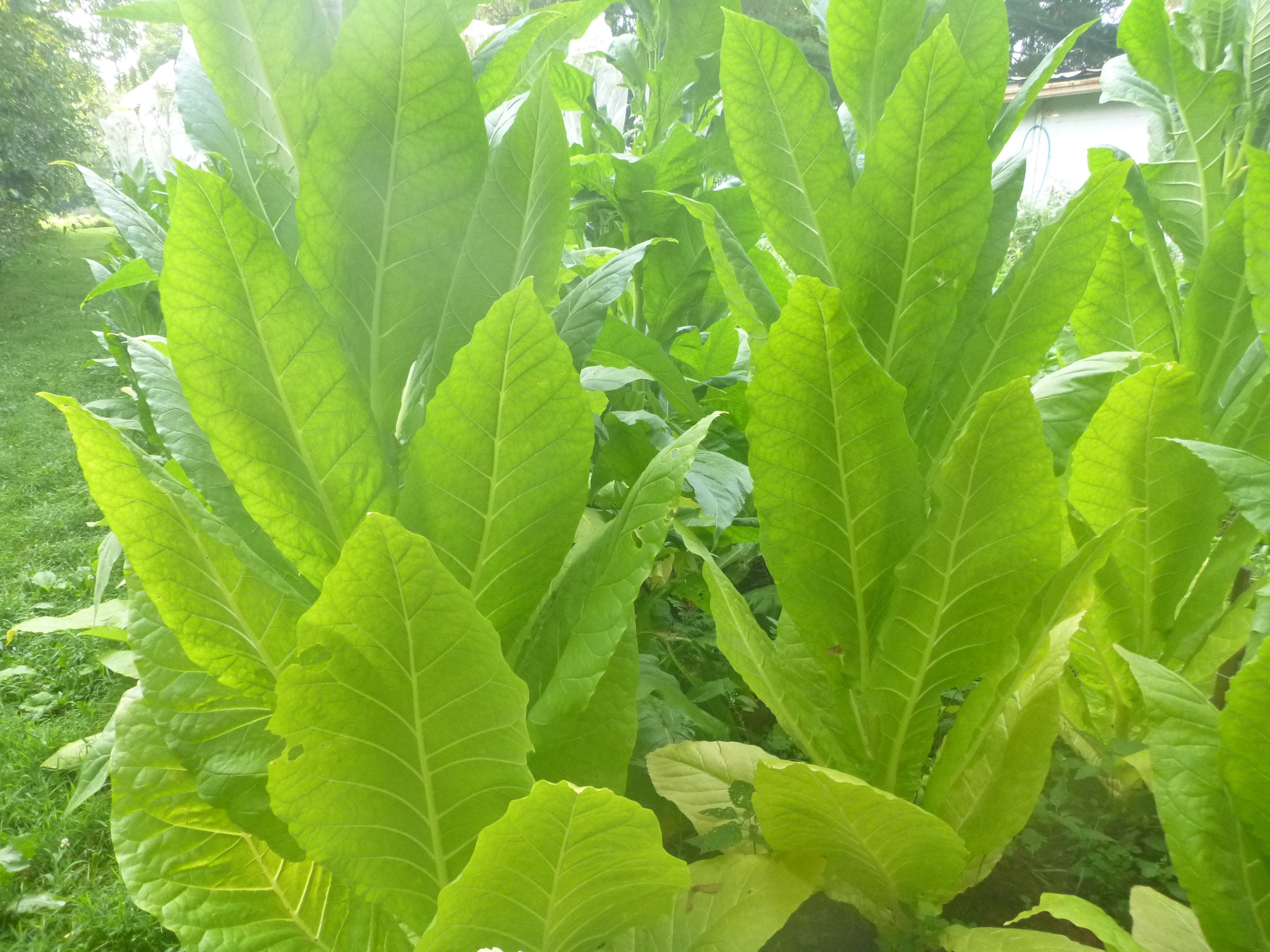 Chewing Tobacco Seed Pack 3 Varieties for Chew & Dip 3000 Etsy Australia