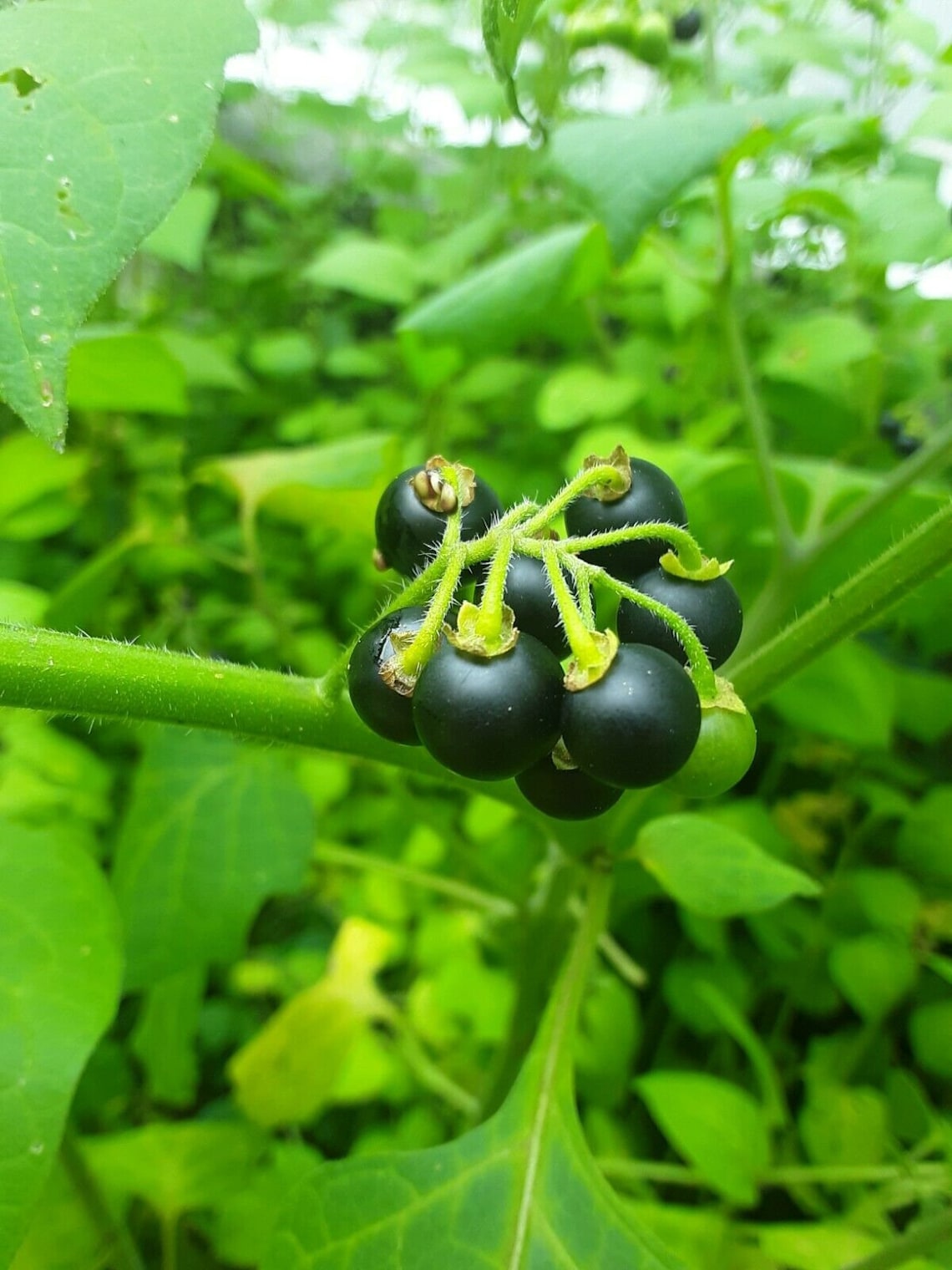 Schwartzenbeeren Berry Seeds German Blackberry 100 Seeds Etsy